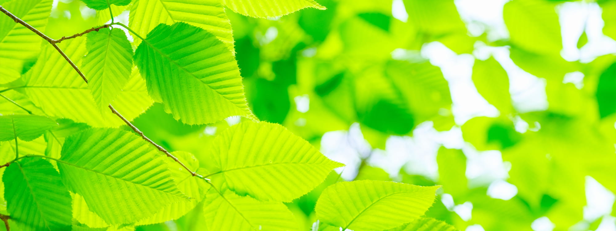 メインスライド画像